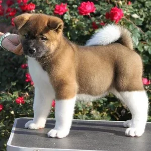 Akita Puppies For Sale in Chennai