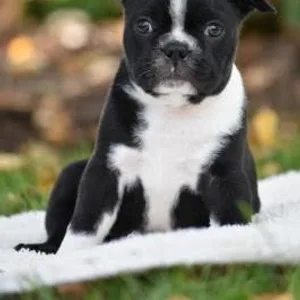 Akita Puppies For Sale in Hyderabad