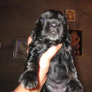 Alaskan malamute Puppies For Sale in Bangalore