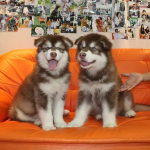Alaskan malamute Puppies For Sale in Chennai