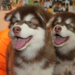 alaskan malamute puppies for sale