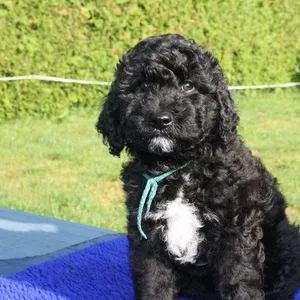 american barbet puppy for sale