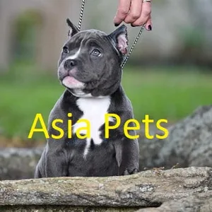 American Bully Puppies For Sale in Chennai