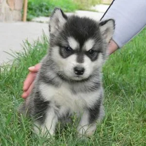 American Bully Puppies For Sale in Gurgaon