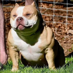 American Bully Puppies For Sale in Mumbai