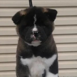 American Bully Puppies For Sale in Noida