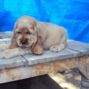 American cocker spaniel puppy for sale