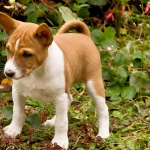 Basenji puppy for sale