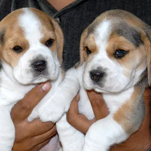 Beagle Female Puppy sale