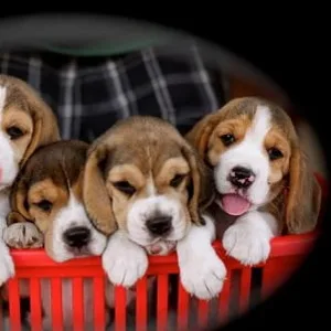 Beagle puppy for sale in West Delhi
