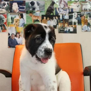 Bichon Frise Puppies For Sale in Bangalore