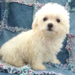 Bichon Frise Puppies For Sale in Chennai