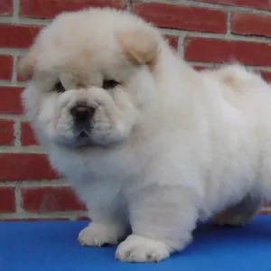 Bichon Frise Puppies For Sale in Noida