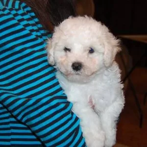 Bichon Frise puppy for sale in India