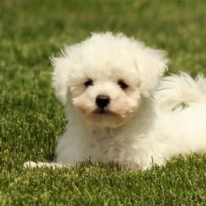 Bichon Frise Puppy For Sale In Mumbai