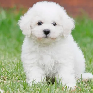 Bichon Frise puppy for sale