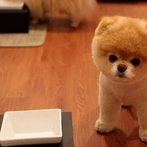 boo dog puppies for sale in mumbai