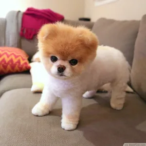 Boo Pomeranian puppies for sale