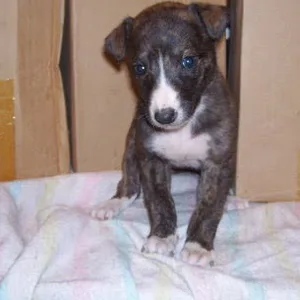 Boodog Puppies For Sale in Bangalore