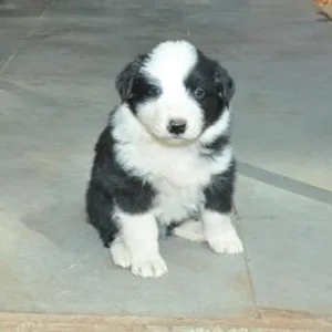 Boodog Puppies For Sale in Chennai