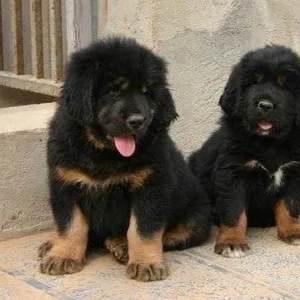 Boodog Puppies For Sale in Gurgaon