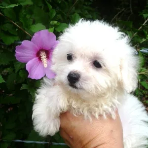 Boodog Puppies For Sale in Hyderabad