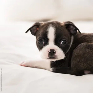 Boston Terrier Puppy for sale
