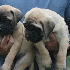 Bullmastiff Puppy For Sale
