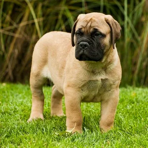 Bullmastiff