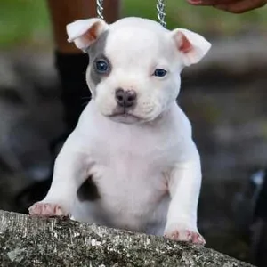 Bullmastiff Puppies For Sale in Bangalore