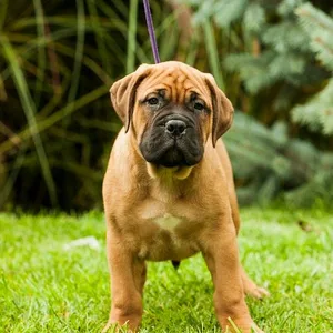 Bullmastiff Puppies For Sale in Chennai