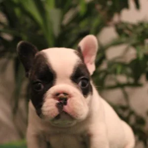 Bullmastiff Puppies For Sale in Hyderabad