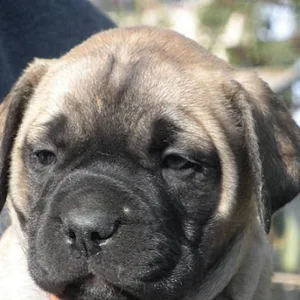 Bullmastiff Puppies For Sale in Mumbai