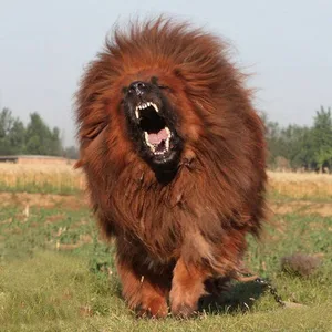 Cane Corso Puppies For Sale in Bangalore