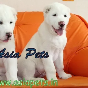Cane Corso Puppies For Sale in Chennai