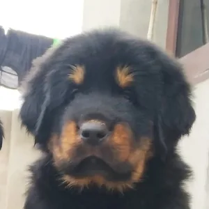 Cane Corso Puppies For Sale in Gurgaon