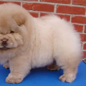 Cane Corso Puppies For Sale in Hyderabad