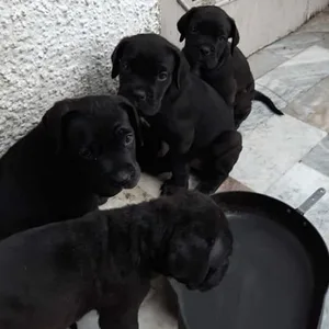 Cane Corso Puppies For Sale in Mumbai