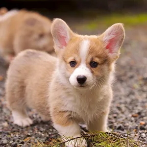Cardigan welsh corgi puppy for sale in India