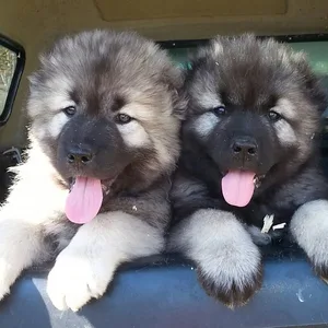 Caucasian Ovcharka Puppies for sale