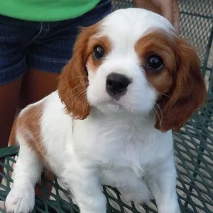 Cavalier King Charles Spaniel puppy for sale