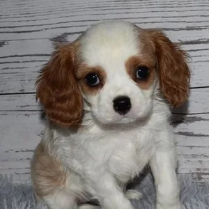 Cavalier King Charles Spaniel