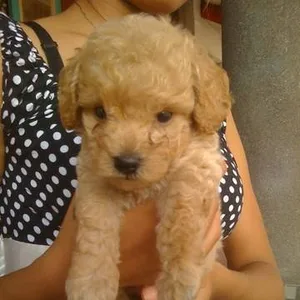 cavapoo breeder in india