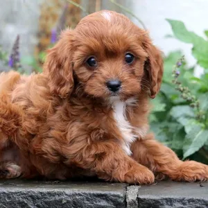 Cavapoo Puppies for sale