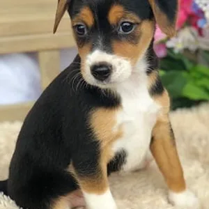 cheagle puppy for sale