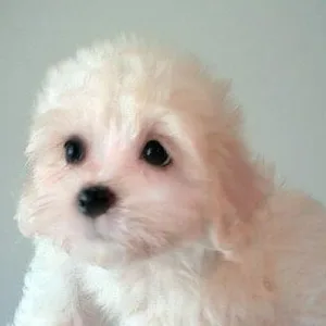 Chihuahua Mix Puppy for sale