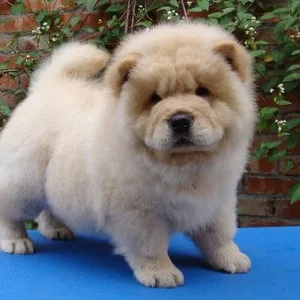 Chow Chow Puppies For Sale in Chennai