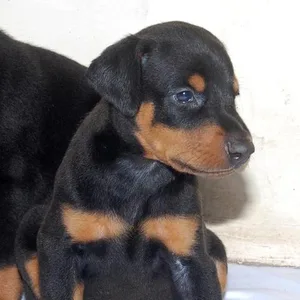 Chow Chow Puppies For Sale in Gurgaon