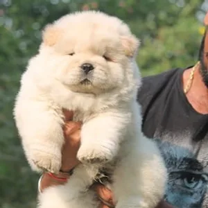 Chow Chow Puppies For Sale in Mumbai