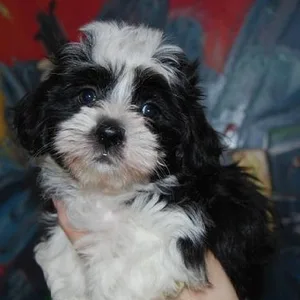 Cockapoo Puppies For Sale in Bangalore